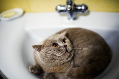 komik kedi banyo lavabo