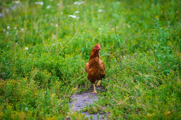 Pollo Una Granja — Foto de Stock