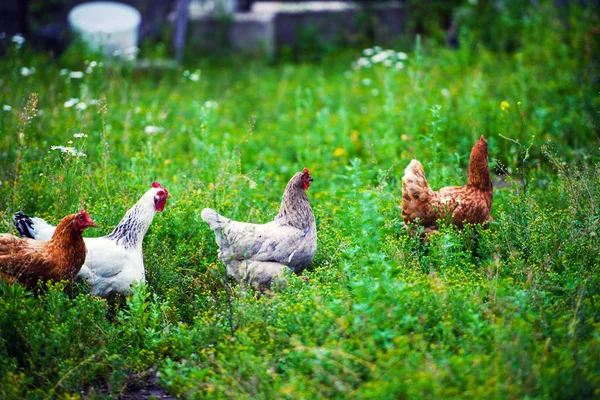 Frango Uma Fazenda — Fotografia de Stock