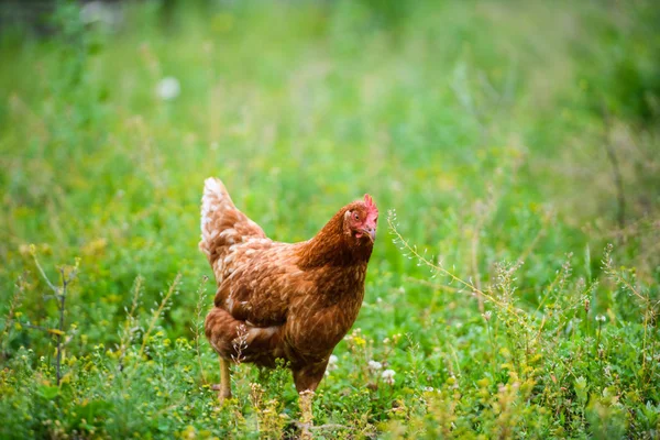 Frango Uma Fazenda — Fotografia de Stock