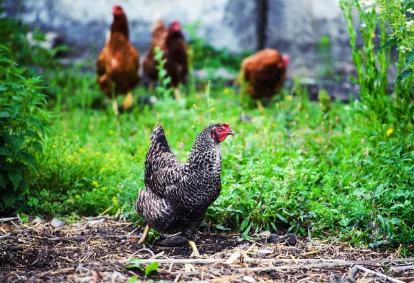 Kurczak Farmie — Zdjęcie stockowe