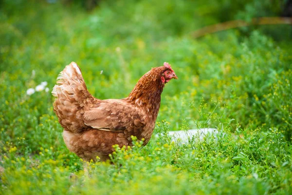 Retrato Gallina Aire Libre —  Fotos de Stock