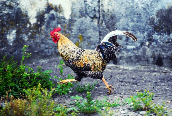 rooster runs around the farm