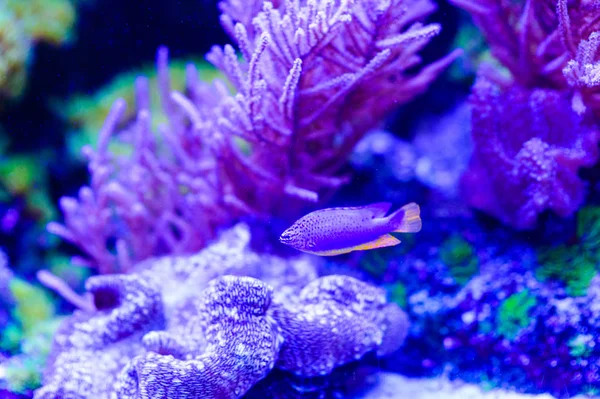 Amphiprion Ocellaris Clownfish In Marine Aquarium (en inglés). Pez payaso swi —  Fotos de Stock