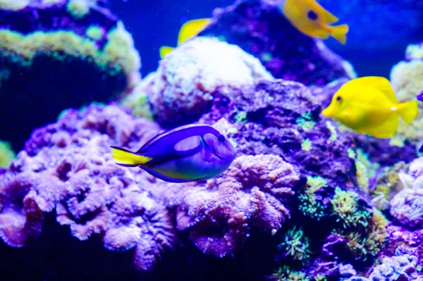 Wunderschöne Unterwasserwelt mit Korallen und Tropen — Stockfoto