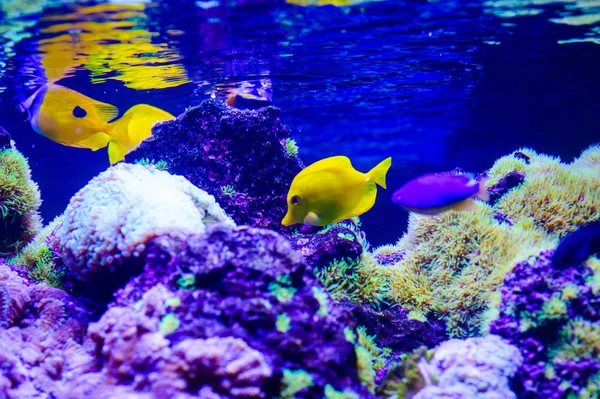 Wonderful and beautiful underwater world with corals and tropica — Stock Photo, Image