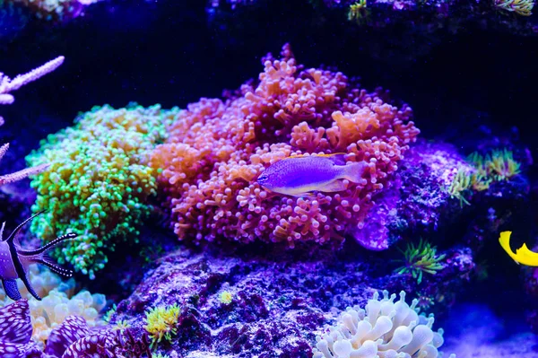 Amphiprion Ocellaris Clownfish In Marine Aquarium (en inglés). Pez payaso swi — Foto de Stock