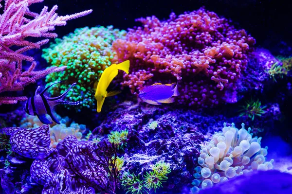 Wonderful and beautiful underwater world with corals and tropica — Stock Photo, Image