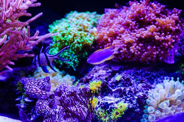 Csodálatos és gyönyörű korallok és tropica víz alatti világ — Stock Fotó