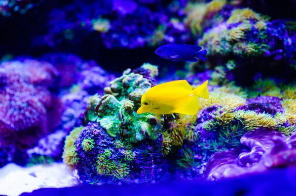 Амфиприон Ocellaris Clownfish в морском аквариуме. Рыбы-клоуны — стоковое фото