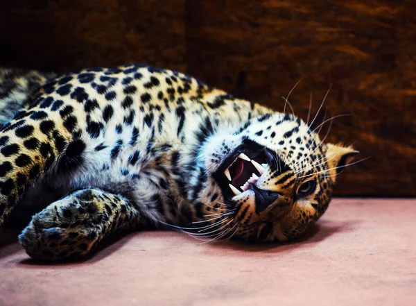 Belo Retrato Animal Leopardo — Fotografia de Stock