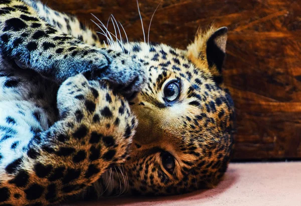 Prachtig Portret Van Luipaard Dier — Stockfoto