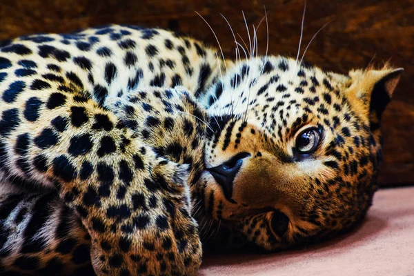 Beautiful Portrait Leopard Animal — Stock Photo, Image