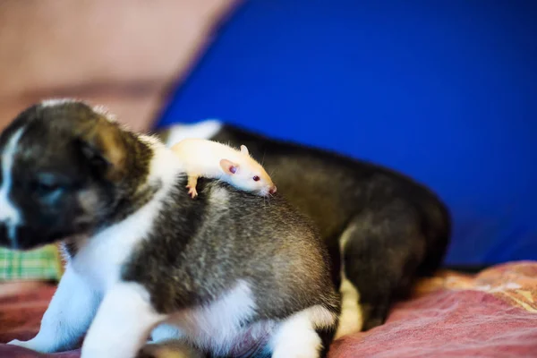 Rat sitting on puppy — Stock Photo, Image