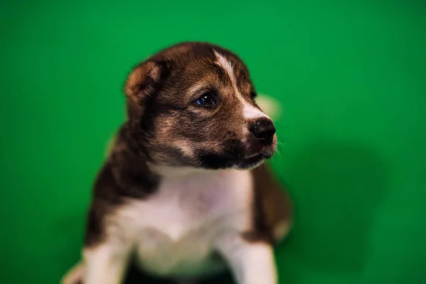 Şirin Köpek Seçici Odaklanma — Stok fotoğraf