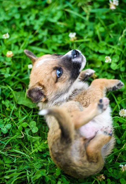 Милый щенок на зеленой траве — стоковое фото