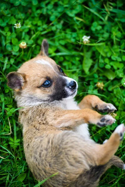 Lindo cachorro en verde hierba —  Fotos de Stock
