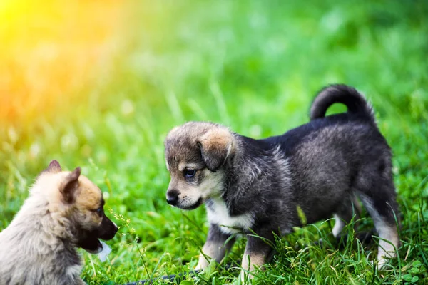 Lieve puppy's op groen gras — Stockfoto