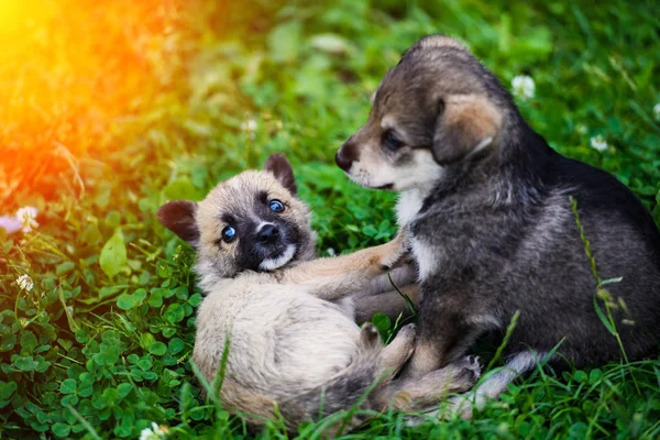 Cachorros doces na grama verde — Fotografia de Stock