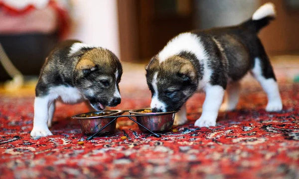 Cute Adorable Dog Selective Focus — Stock Photo, Image