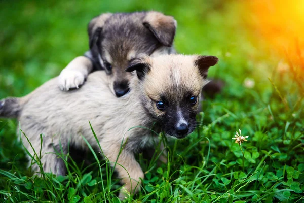 Dolci cuccioli su erba verde — Foto Stock