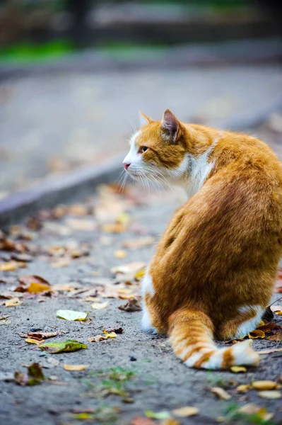 Niedliche Katze Selektiver Fokus — Stockfoto