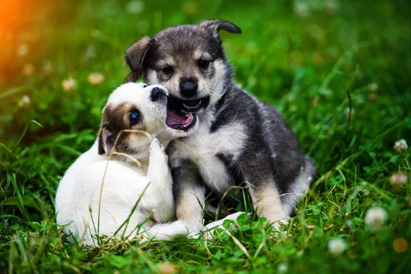 Lieve puppy's op groen gras — Stockfoto