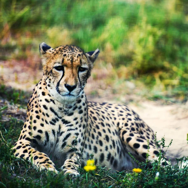 Beautiful Cheetah Close — Stock Photo, Image