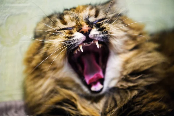 Kızgın kedi. Güzel kabarık kedi