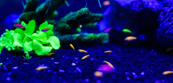 Krásná medúzy, medusa v neonové světlo s rybami. A — Stock fotografie