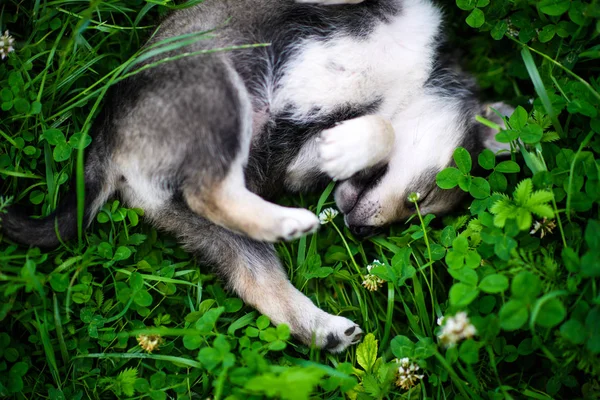 Lindo cachorro en verde hierba — Foto de Stock