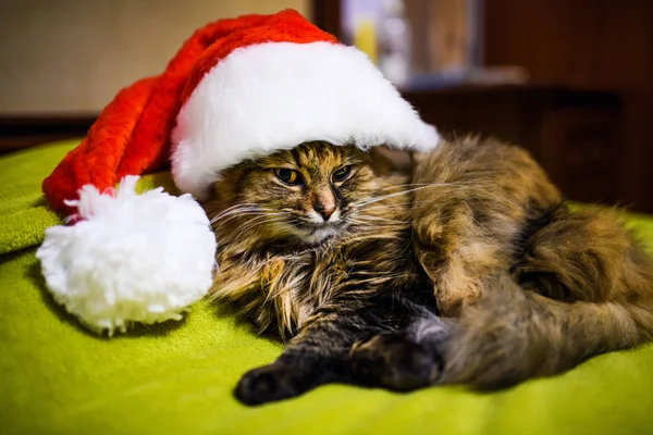 Katt i jul hatt — Stockfoto
