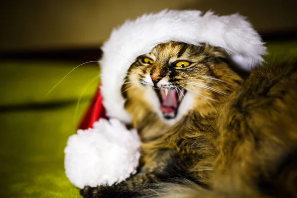 Katt i jul hatt — Stockfoto