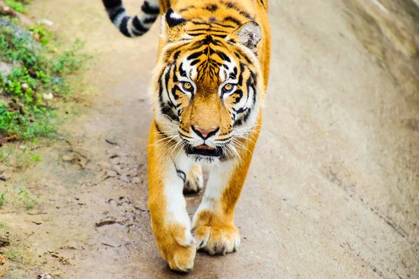 Krásný amur tygr portrét — Stock fotografie