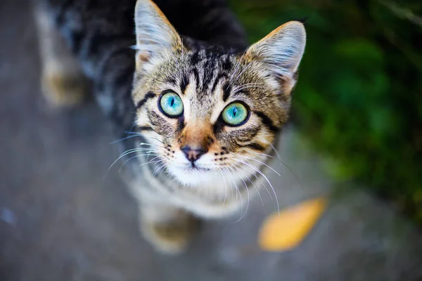 Gatto con occhi incredibili — Foto Stock