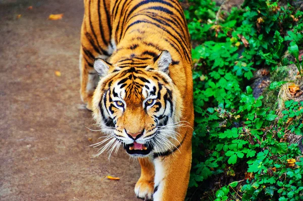 Vackra amur tiger porträtt — Stockfoto