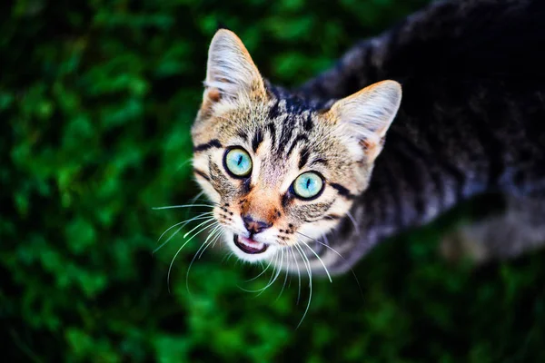 Katze mit erstaunlichen Augen — Stockfoto