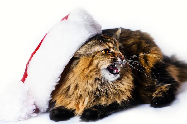 Funny cat in christmas hat isolated on a white background — Stock Photo, Image