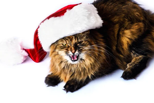 Kat in KERSTMUTS geïsoleerd op een witte achtergrond — Stockfoto