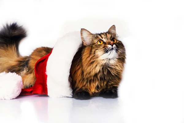 Funny kočka v klobouku vánoční izolovaných na bílém pozadí — Stock fotografie