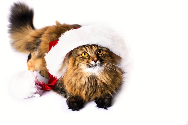 क्रिसमस टोपी में मजेदार बिल्ली एक सफेद पृष्ठभूमि पर अलग — स्टॉक फ़ोटो, इमेज
