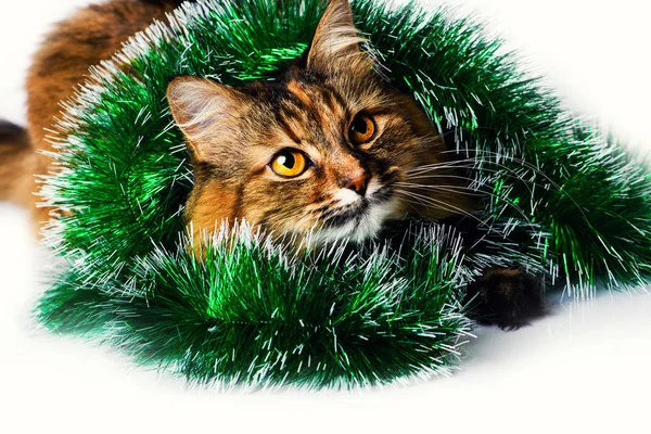 Rolig katt i jul hatt isolerad på en vit bakgrund — Stockfoto
