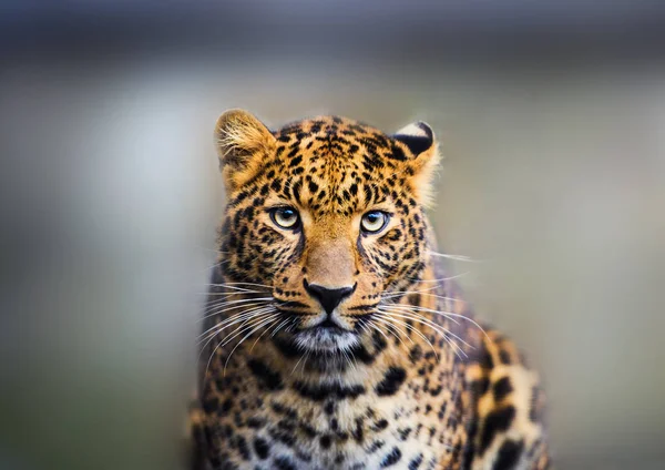 Retrato de um belo leopardo — Fotografia de Stock