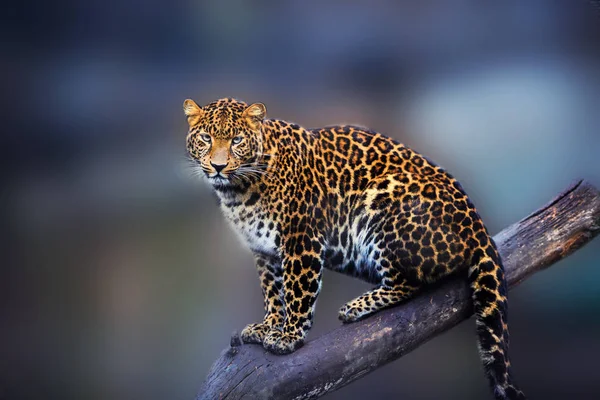 Retrato de un hermoso leopardo — Foto de Stock