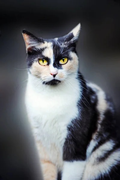 Édes macska, sárga szemmel — Stock Fotó