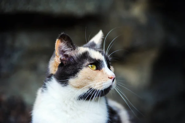 Şirin Kedi Seçici Odaklanma — Stok fotoğraf