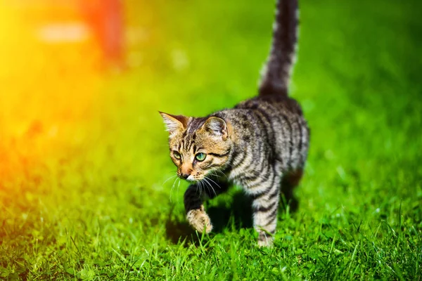 Adorável tabby gatinho ao ar livre — Fotografia de Stock