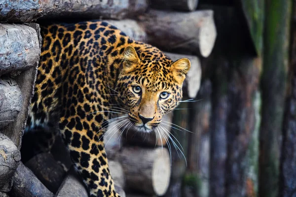 Portrait of a beautiful leopard — Stock Photo, Image