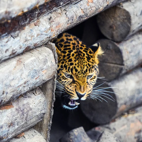 Retrato de un hermoso leopardo — Foto de Stock