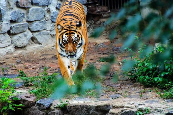 Красивый портрет амурского тигра — стоковое фото